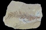 Metasequoia (Dawn Redwood) Fossil - Montana #85774-1
